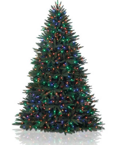 Black Spruce Tree- child-1